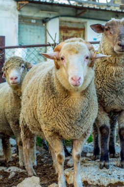Güzel keçi ve şirin kuzular gün doğumunda sarı çayırlar üzerinde