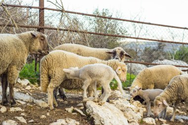 Güzel keçi ve şirin kuzular gün doğumunda sarı çayırlar üzerinde