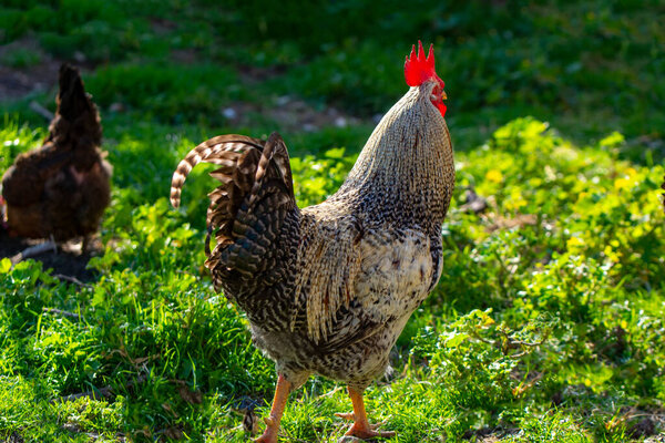 Colorful rooster and hens on sunny day outdoors