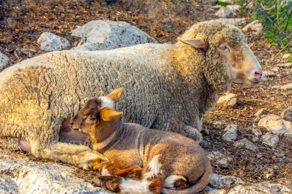 Beautiful Goat Cute Little Lambs Spring Yellow Meadow Sunrise — Stock Photo, Image
