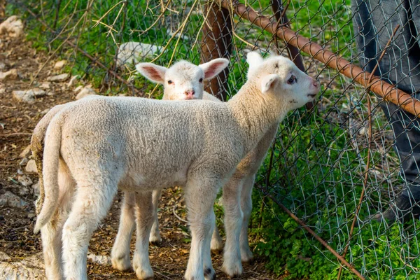 Beautiful goat and Cute little  lambs on  spring yellow meadow during sunrise