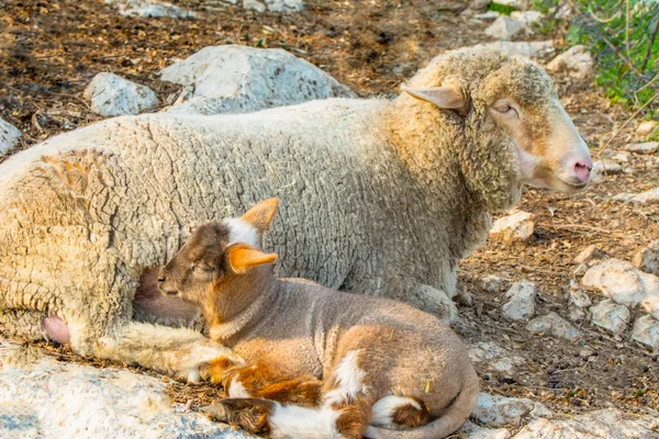 Beautiful Goat Cute Little Lambs Spring Yellow Meadow Sunrise — Stock Photo, Image