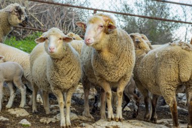 Güzel keçi ve şirin kuzular gün doğumunda sarı çayırlar üzerinde