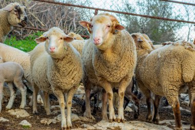 Güzel keçi ve şirin kuzular gün doğumunda sarı çayırlar üzerinde