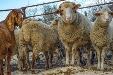 Güzel keçi ve şirin kuzular gün doğumunda sarı çayırlar üzerinde