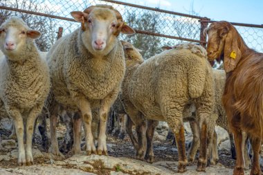 Yeşil doğadaki güzel arı makrosu 