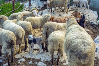 Güzel keçi ve şirin kuzular gün doğumunda sarı çayırlar üzerinde