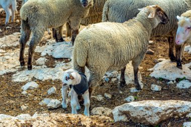 Güzel keçi ve şirin kuzular gün doğumunda sarı çayırlar üzerinde