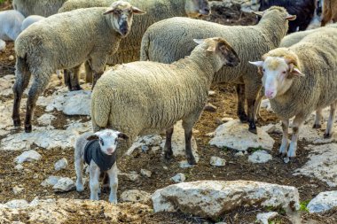 Güzel keçi ve şirin kuzular gün doğumunda sarı çayırlar üzerinde