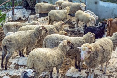 Güzel keçi ve şirin kuzular gün doğumunda sarı çayırlar üzerinde