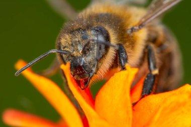 Yeşil doğadaki güzel arı makrosu 