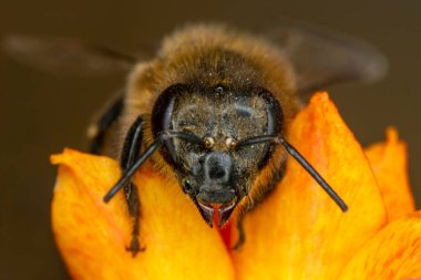 Yeşil doğadaki güzel arı makrosu 