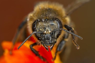Yeşil doğadaki güzel arı makrosu 