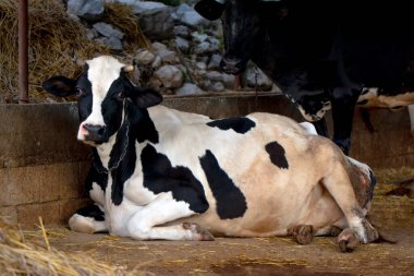 Mutlu süt inekleri - Çorap büyücüsü