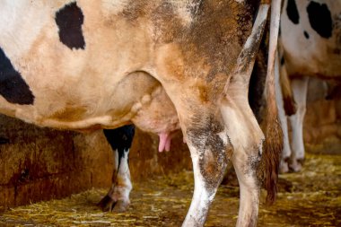 Mutlu süt inekleri - Çorap büyücüsü