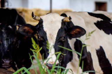 Mutlu süt inekleri - Çorap büyücüsü