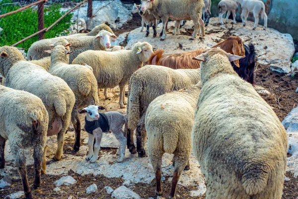 Belle Chèvre Petits Agneaux Mignons Sur Prairie Jaune Printemps Pendant — Photo