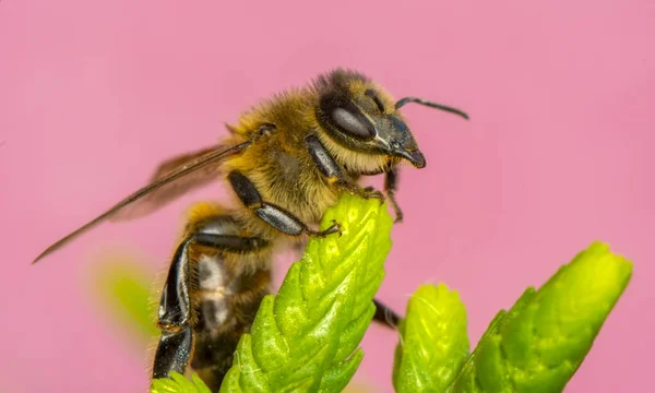 Schöne Biene Makro Grüner Natur — Stockfoto