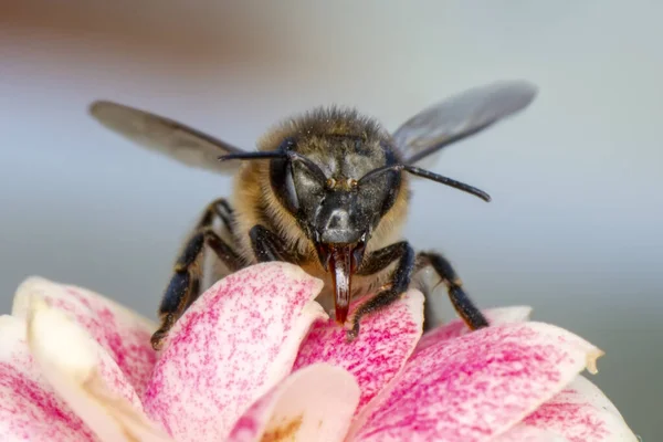 Schöne Biene Makro Grüner Natur — Stockfoto