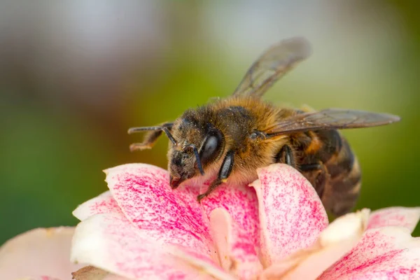 Gyönyörű Méhecske Makró Zöld Természetben — Stock Fotó
