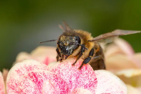 Schöne Biene Makro Grüner Natur — Stockfoto