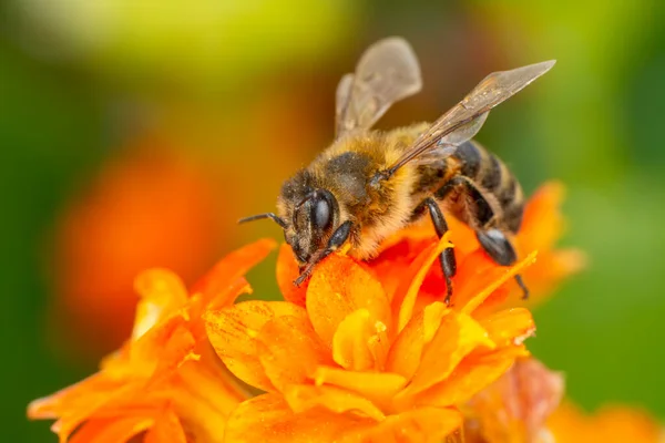 Beautiful Bee Macro Green Nature — Stock Photo, Image