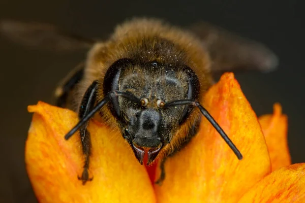 Красива Бджола Макрос Зеленій Природі — стокове фото