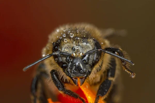 Schöne Biene Makro Grüner Natur — Stockfoto