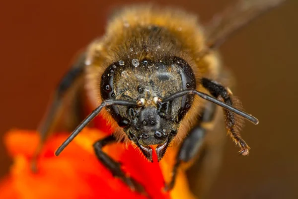 Schöne Biene Makro Grüner Natur — Stockfoto