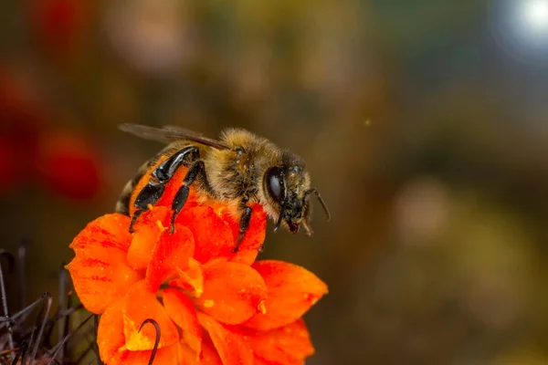 Schöne Biene Makro Grüner Natur — Stockfoto