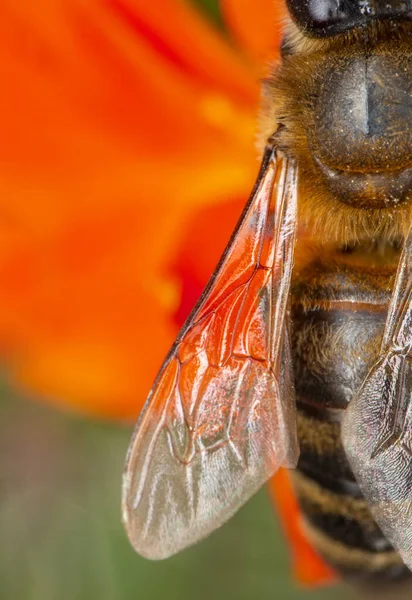 Schöne Biene Makro Grüner Natur — Stockfoto