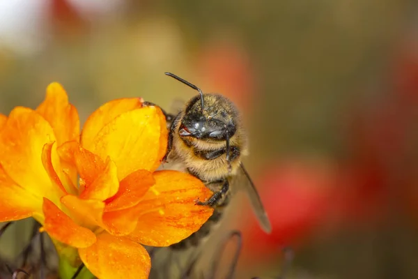 Schöne Biene Makro Grüner Natur — Stockfoto