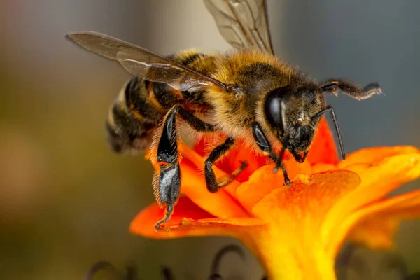 Belle Macro Abeille Dans Nature Verte — Photo