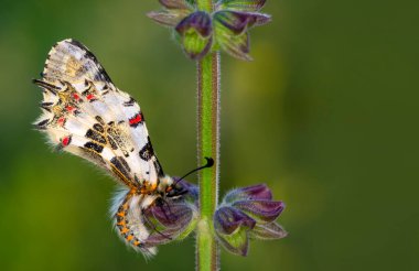 Makro çekimler, güzel doğa sahneleri. Yaklaş, güzel kelebek yaz bahçesindeki çiçekte oturuyor..