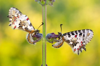 Makro çekimler, güzel doğa sahneleri. Yaklaş, güzel kelebek yaz bahçesindeki çiçekte oturuyor..