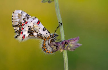 Makro çekimler, güzel doğa sahneleri. Yaklaş, güzel kelebek yaz bahçesindeki çiçekte oturuyor..