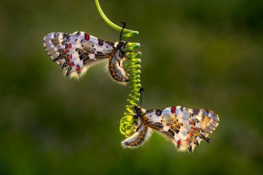 Makro çekimler, güzel doğa sahneleri. Yaklaş, güzel kelebek yaz bahçesindeki çiçekte oturuyor..