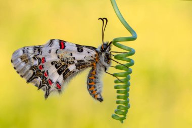Makro çekimler, güzel doğa sahneleri. Yaklaş, güzel kelebek yaz bahçesindeki çiçekte oturuyor..