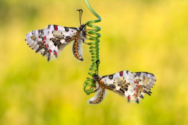 Makro çekimler, güzel doğa sahneleri. Yaklaş, güzel kelebek yaz bahçesindeki çiçekte oturuyor..