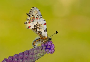 Makro çekimler, güzel doğa sahneleri. Yaklaş, güzel kelebek yaz bahçesindeki çiçekte oturuyor..