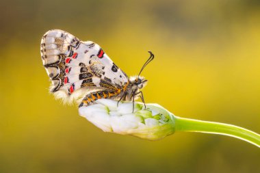 Makro çekimler, güzel doğa sahneleri. Yaklaş, güzel kelebek yaz bahçesindeki çiçekte oturuyor..