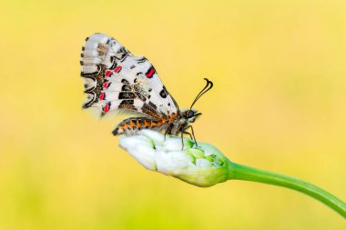 Makro çekimler, güzel doğa sahneleri. Yaklaş, güzel kelebek yaz bahçesindeki çiçekte oturuyor..