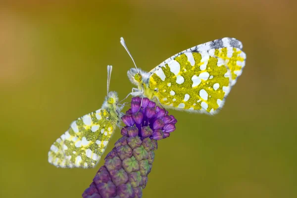 Macro Shots Beautiful Nature Scene Closeup Beautiful Butterfly Sitting Flower — Stock Photo, Image