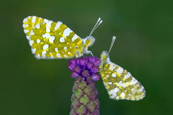 Macro Shots Beautiful Nature Scene Closeup Beautiful Butterfly Sitting Flower — Stock Photo, Image