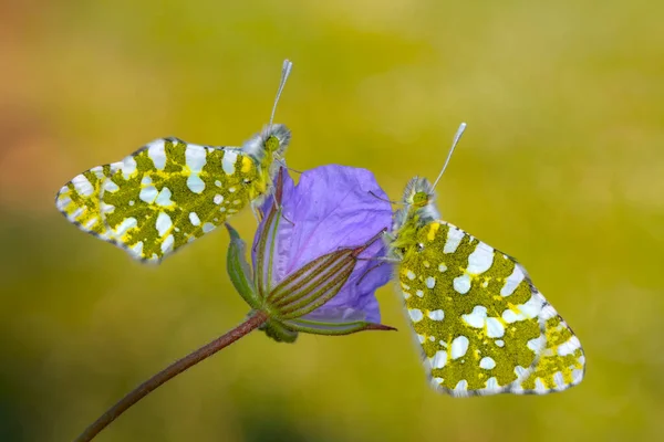 Macro Shots Beautiful Nature Scene Closeup Beautiful Butterfly Sitting Flower — Stock Photo, Image