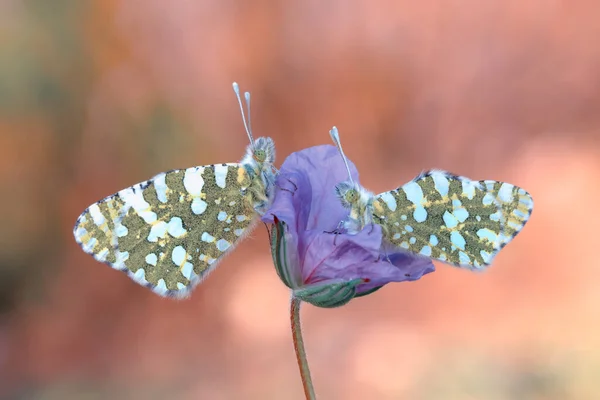 Macro Shots Beautiful Nature Scene Closeup Beautiful Butterfly Sitting Flower — Stock Photo, Image