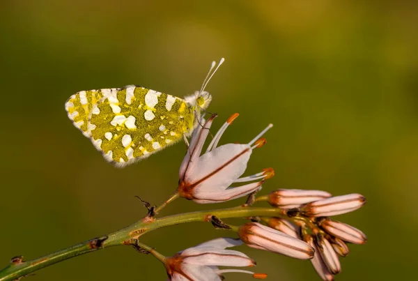 Makroaufnahmen Schöne Naturszene Nahaufnahme Schöner Schmetterling Sitzt Auf Der Blume — Stockfoto