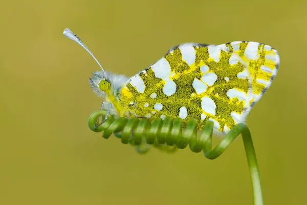 Macro Shots Belle Scène Nature Gros Plan Beau Papillon Assis — Photo