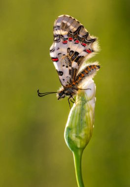 Makro çekimler, güzel doğa sahneleri. Yaklaş, güzel kelebek yaz bahçesindeki çiçekte oturuyor..