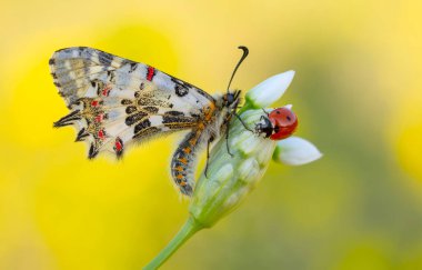 Makro çekimler, güzel doğa sahneleri. Yaklaş, güzel kelebek yaz bahçesindeki çiçekte oturuyor..